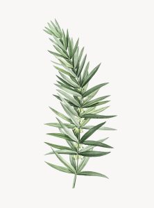 rosemary