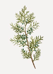 juniper