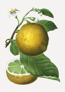 grapefruit
